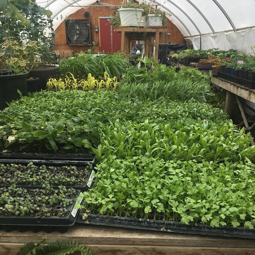 Products & Services First Choice Tree Nursery